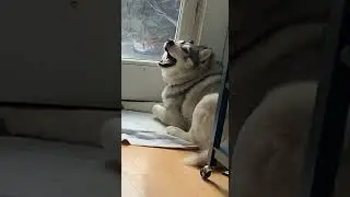 I Want To Go Outside-Husky Won't Stop Howling Until His Owner Lets Him Go Outside || PETASTIC 🐾