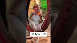 CLUMSY PETS/ #comedybackgroundmusic #cute #funny #pets #animals