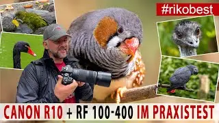 Canon EOS R10 + RF 100-400 Objektiv Praxis Test. Die günstige Einsteiger Kamera für grandiose Fotos