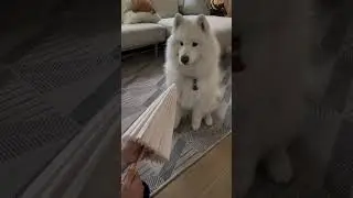 What kind of toy is this, mom?