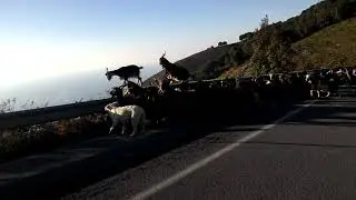 Goats in mountains near Paola Italy