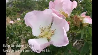 Dagar som kommer