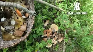 Пошел в лес.  Собрал первые белые грибы.  ЖКВ