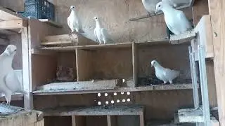 Показать можно всё. Но есть реальность птица должна в небе показывать СЕБЯ