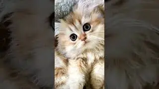 #пушистики#лучшее#топ#кошечки#милые#красивые#лайк#котику#