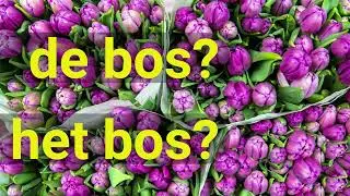 Dutch Definite Articles Android app introduction