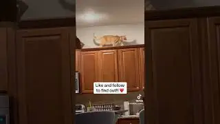 #cat #catlover #kitten #ourcat #kittycat #cute #kitty #pets #petlover #funny