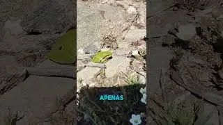 Hyla arbórea o Ranita de San Antonio