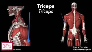 Muscles - músculos #physed vocabulary