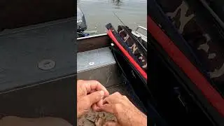 Не скрипи!