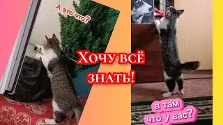 Забавный котёнок Филя😸