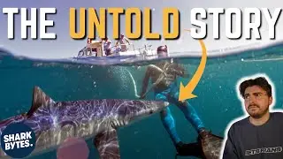 The UK's First Shark Attack - Shark Scientist Explains