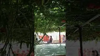 🍅 🍅 помидоры.