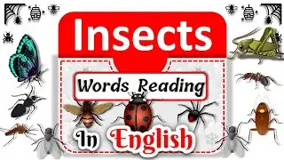 Insects name in english with spelling | learn insects name with  pictures | Insects pictures