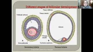 Oogenesis, Ovulation and Reproductive Cycles