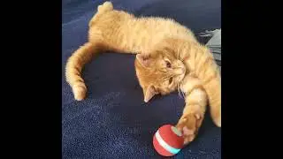 Tigger encounters a Cheerble Ball