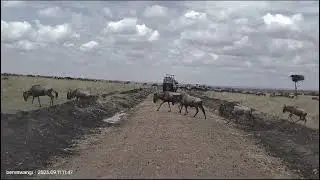 Masai Mara Kenya safari best time to travel
