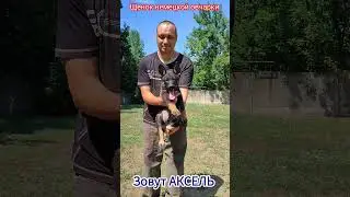 Щенок немецкой овчарки. German shepherd puppy. #dogs #dog #germanshepherd #shepherd #puppydog #puppy