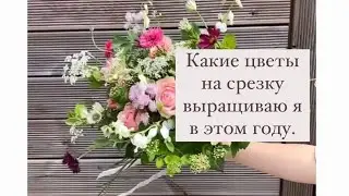 Какие цветы на срезку выращиваю я в этом году
