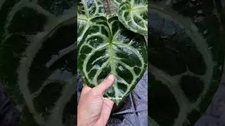 Amalkan ini jika menghadapi kesulitan...