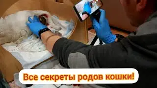 Родовой процесс кошки! Что подготовить, как перерезать пуповину! Все секреты! Роды кошки без цензуры