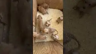 Puppies ready 14 sept