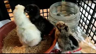 three little chicks