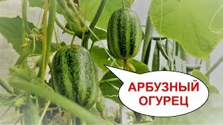 АРБУЗНЫЙ ОГУРЕЦ