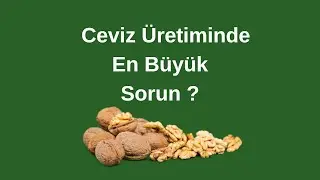 Ceviz Üretiminde En Büyük Sorun ?