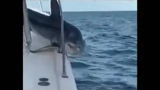 Акула запрыгнула на лодку .