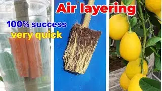How to Air layering lemon tree.Great Ideal to propagate lemon tree by air layering using a Carrot 🥕.