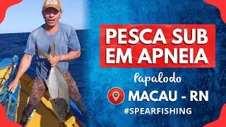 Pesca Submarina em Apneia - Várias Capturas #fishinglife  #fishingvideo #spearfishing