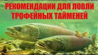 ЛОВИМ ТАЙМЕНЯ. Рекомендации для ловли ТРОФЕЙНЫХ ТАЙМЕНЕЙ! Фильм 5