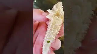 The Starfish's Ability to Regenerate