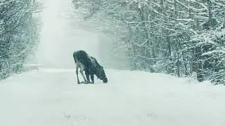 JAK ŁOŚ KLĘCZY i ZAJADA SÓL DROGOWĄ (ELK kneeling and EATING ROAD SALT)!