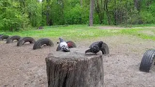 В РОЩЕ МОЕЙ ПЕЛ СОЛОВЕЙ 🐦 НЕ ДАВАЛ ПОКОЯ ТЁЩЕ МОЕЙ - СЛОВА НЕ ВЫКИНЕШЬ ИЗ ПЕСНИ . . .
