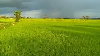 New Crop Varieties 2020