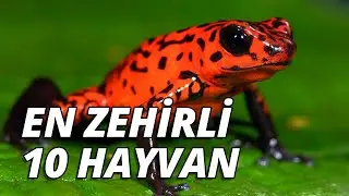 En Zehirli 10 Hayvanı