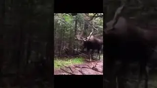 Skinwalker caught on camera 😳 