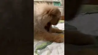 Пилоты вам в ленту ) #шпиц #милота #смешное видео