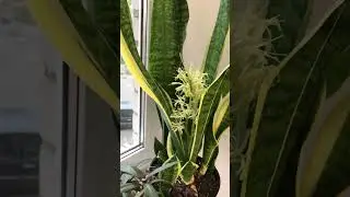 How Snake Plant Blooms, Sansevieria Flowering