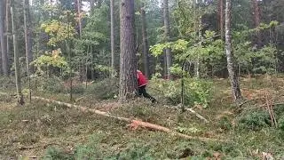 Валка повисших деревьев /// В нопровлении вала /// Бензопилой