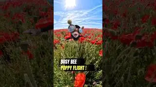 Busy Bee Poppy Flight! #busybee #crazydudepaul #poppyplaytime #poppy #farmville  #insta360