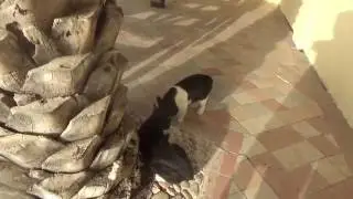 Кот бодается