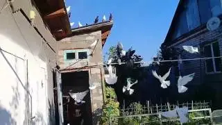 Утренний гон голубей
