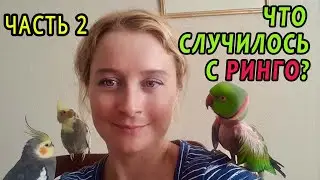 ЧТО СЛУЧИЛОСЬ С РИНГО | ЧАСТЬ 2