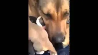 Собака заплакала после спасения ее щенят