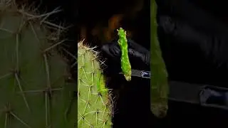 Life Hack Tiktok lifehacks4ueverday
