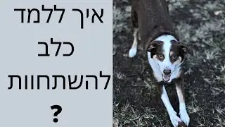 איך ללמד כלב להשתחוות ? | איך לאלף גור ? | טריק עם כלב ? | אילוף כלבים | טל שלוש מאלף כלבים בכיר