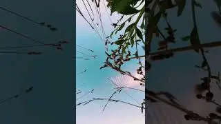 aesthetics field